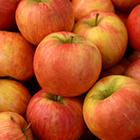 Honey Crisp Apple