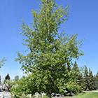 Trembling Aspen