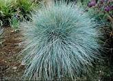 Festuca Elijah Blue Fescue Grass
