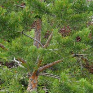 French Blue Scotch Pine