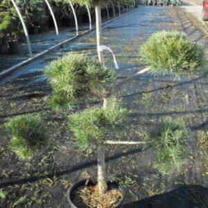 French Blue Scotch Pine Topiary