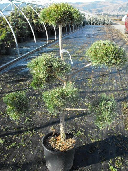 French Blue Scotch Pine Topiary