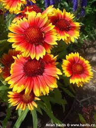 Gaillardia Arizona Sun Blanket Flower