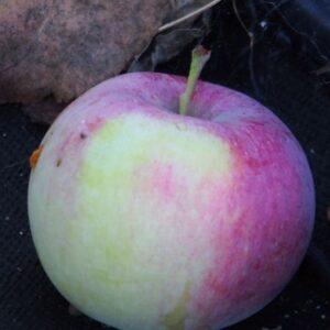 Gemini Dwarf Apple
