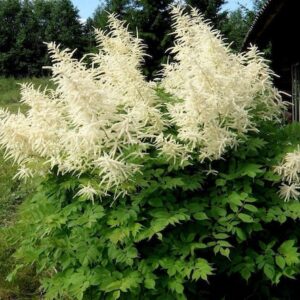 Aruncus Giant Goats Beard