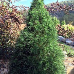 Green Penguin Scotch Pine