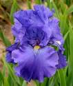 Iris Blue Suede Shoes