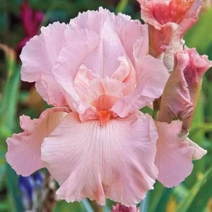 Iris Pink Attraction German Iris