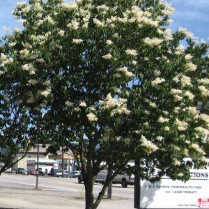 Japanese Tree Lilac
