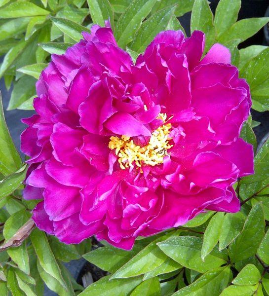 Peony Karl Rosenfeld