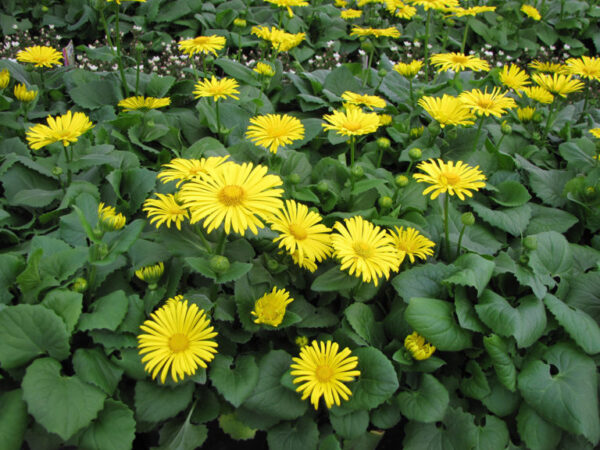 Doronicum Little Leo Leopards Bane