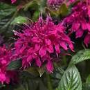 Monarda Balmy Purple