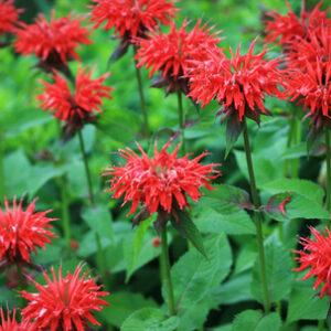 Monarda Fireball Bee Balm