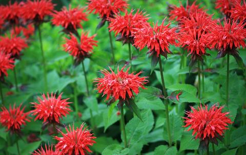 Monarda Fireball Bee Balm