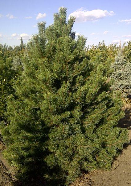 Mountain Pine