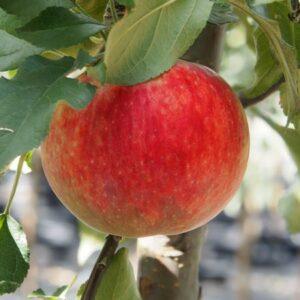 Norland Apple