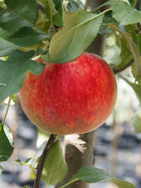 Norland Apple