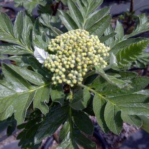 Mountain Ash Oak Leaf