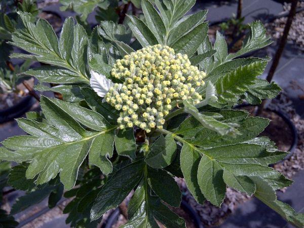 Mountain Ash Oak Leaf