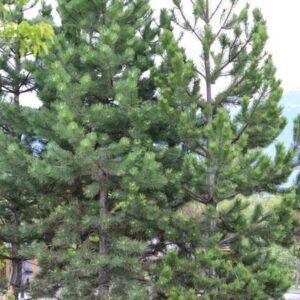 Ponderosa Pine