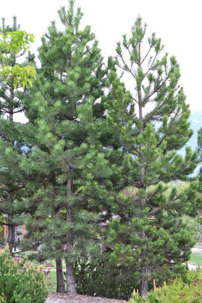 Ponderosa Pine