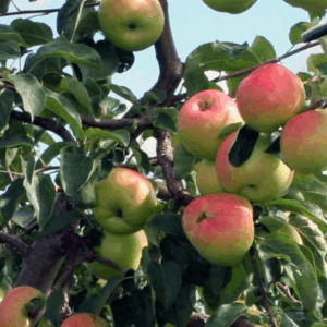 Prairie Sensation Apple