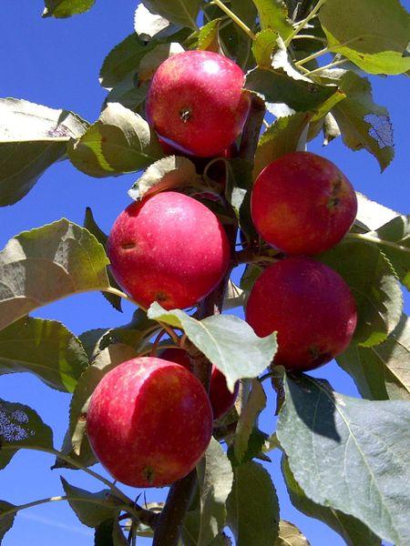 Rescue Crab Apple