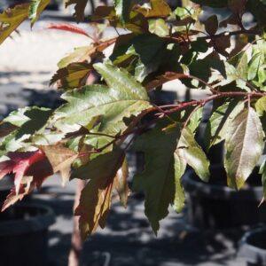 Royal Raindrops Flowering Crab