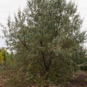 Russian Olive