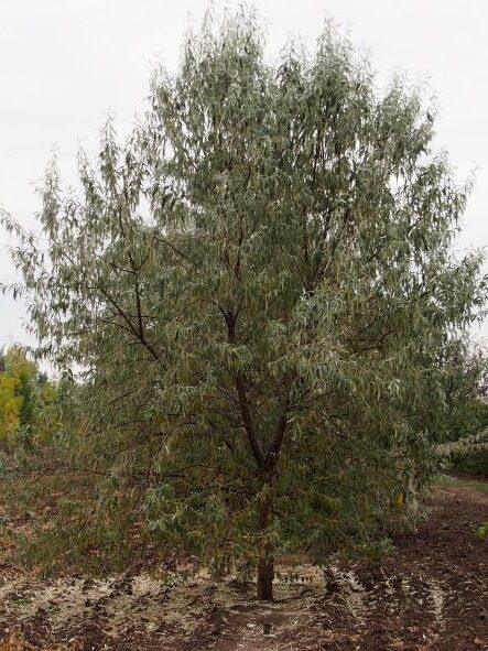 Russian Olive