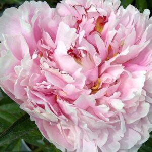 Peony Sarah Bernhardt