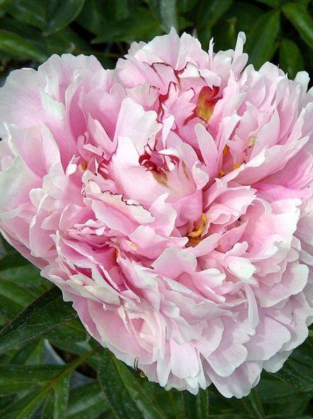Peony Sarah Bernhardt