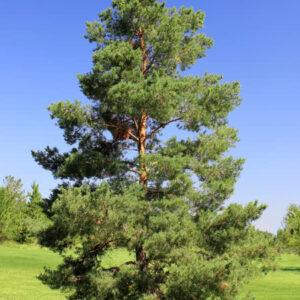 Scotch Pine