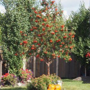Showy Mountain Ash