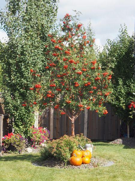 Showy Mountain Ash