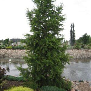 Siberian Larch