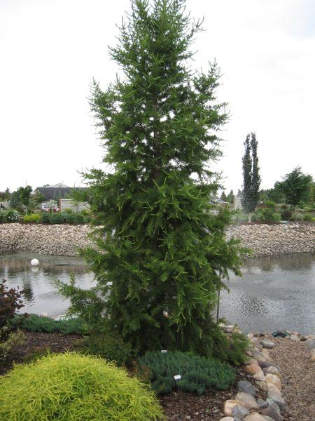 Siberian Larch