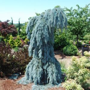 Weeping Blue Spruce