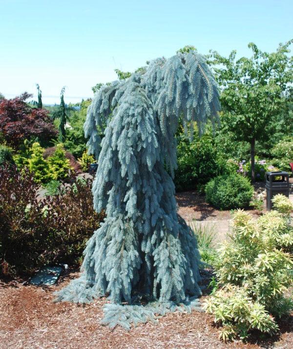 Weeping Blue Spruce