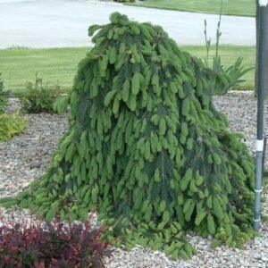 Weeping Norway Spruce