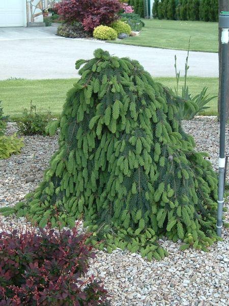 Weeping Norway Spruce