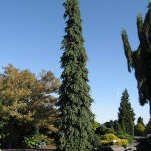 Weeping White Spruce
