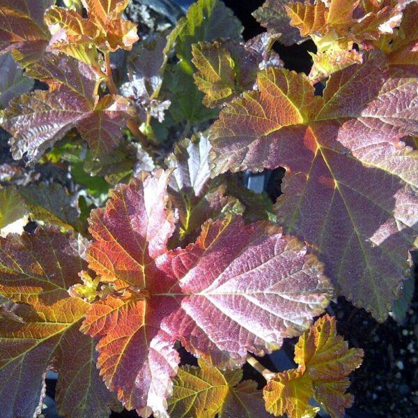 Ninebark Amber Jubilee