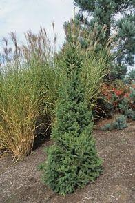 Norway Spruce - Columnar
