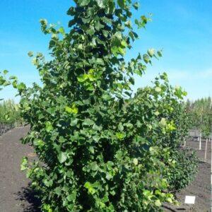 Prairie Skyrise Trembling Aspen