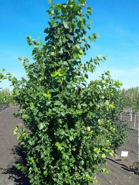 Prairie Skyrise Trembling Aspen