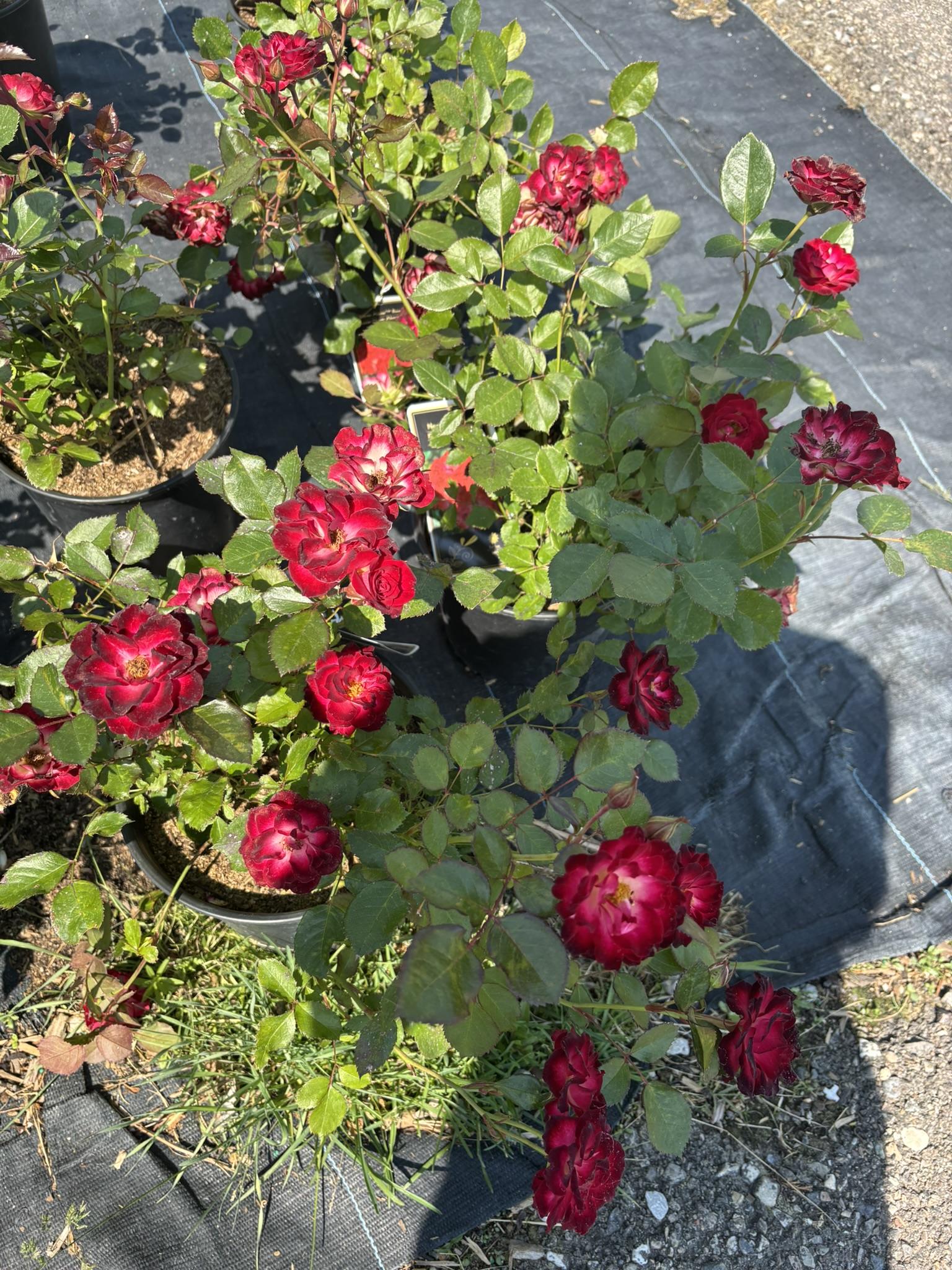 Roses 25% off