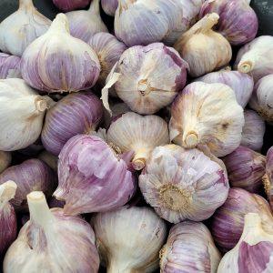 Seed Garlic RED Russian