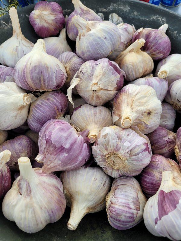 Seed Garlic RED Russian