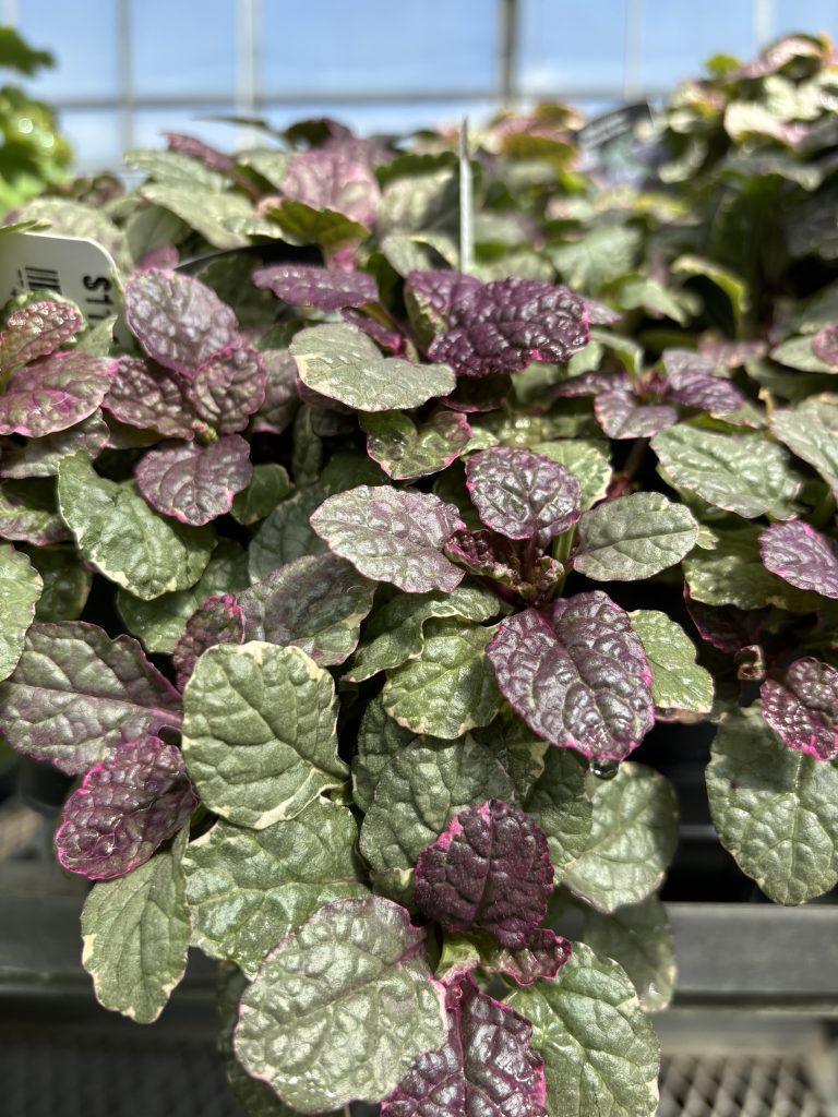 Ajuga